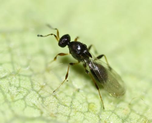 Platygastrinae